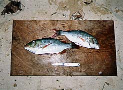 �앗���c�̕l�ł�グ���t�G�t�L�_�C/���\��