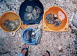 �����̖�̊C�ō̂����l��/���\��