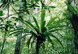 ���\���c�f�g���b�L���O/�񐶐A���I�I�^�j���^��