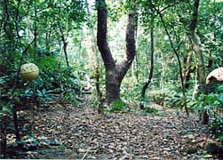 �i�}�T���̕���_