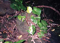 �򉈂��ɐ����郋�o�[�u