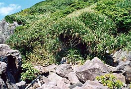 �i�}�T���̓���