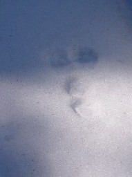雪の上兎の足跡