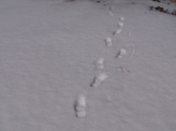 雪の上、人間の足跡