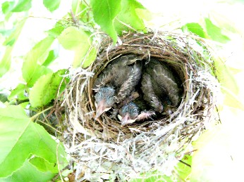 巣の中の3羽