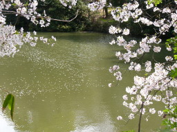 池の上に桜