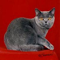 �u���e�B�b�V���[�V���[�g�w�A�[