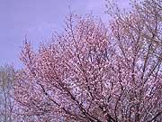 sakura
